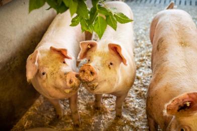 Schweine in offener Stallhaltung in Niedersachsen