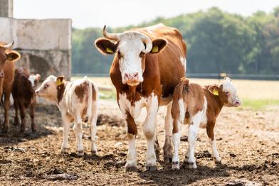 Öko-Bauernhof in Sachsen-Anhalt: Kuh mit Kalb draußen vor einem Stall