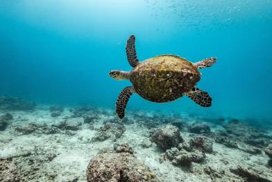 Echte Karettschildkröte auf den Seychellen