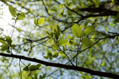 Ast eines Baumes von unten fotografiert