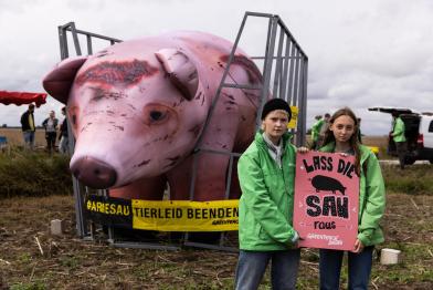 Überdimensioniertes aufblasbares Schwein in einem Kastenstand, zwei Jugendliche halten Schild "Lass die Sau raus"