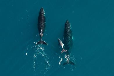 Luftaufnahme von Buckelwalen, die entlang der Ningaloo-Küste in Westaustralien wandern