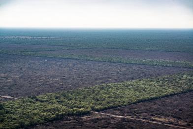 Zero Deforestation Claim in the habitat of the Jaguar