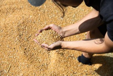 Zwei Hände heben Weizen aus einem Haufen.