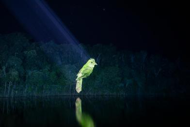 Projektion eines grünen Vogels vor dunkler Regenwaldkulisse