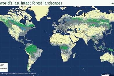Globale Karte der letzten Waldlandschaften