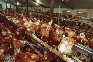 Hühner picken Futter