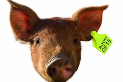 Montage: Husumer Schwein mit Patentclip am Ohr