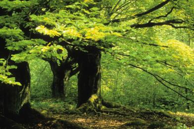 Buchen im Kellerwald.