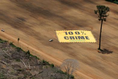 Santarém: Kahlschlagfläche mit Banner und frisch gepflanztem Baum