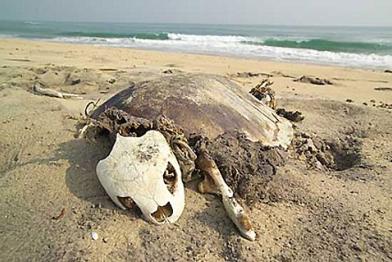 Schildkrötenskelett