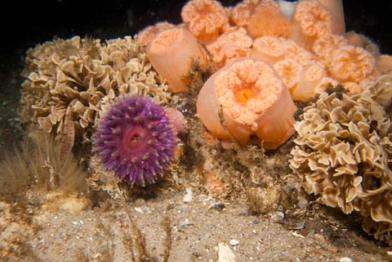 Im Schutz der Steine gedeihen im Sylter Außenriff zahlreiche Arten
