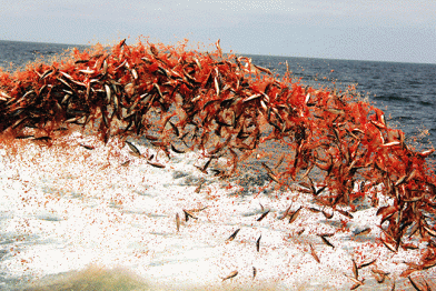 Die Adrar wirft 60 Tonnen Sardinen über Bord, 2013