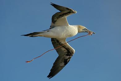 ein Basstölpel mit dem Rest eines Fischernetzes im Schnabel, September 2006