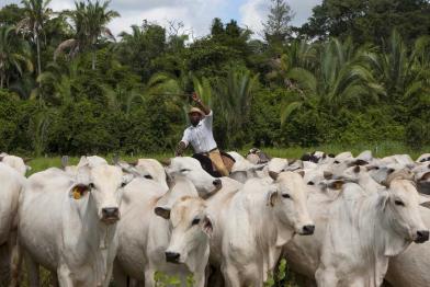 Rinderfarm In Brasilien, 2009