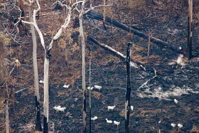 Rinder grasen auf einer kürzlich abgebrannten Fläche im Regenwald in Brasilien, August 2008