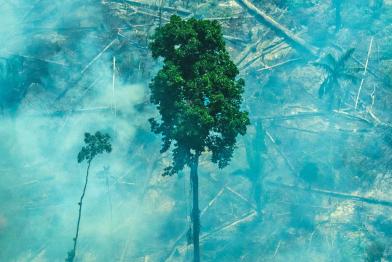 brennender Amazonas-Regenwald im Gebiet der IItuna-Itatá