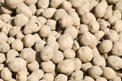 Die umstrittene gentechnisch veränderte BASF-Kartoffel Amflora. Sie wird 2010 auf einem Acker bei Bütow (Mecklenburg-Vorpommern) auf rund 20 Hektar angebaut.