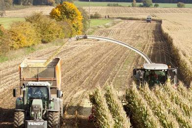 Maisernte in Norddeutschland. Mit Erntemaschinen und Maishäcksler werden die Maispflanzen geschnitten, verarbeitet und auf Lastwagen geladen.