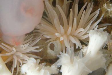 Seeanemone auf dem norwegischen Kaltwasser-Korallenriff, Oktober 2009