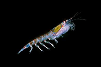 Krill in Nahaufnahme