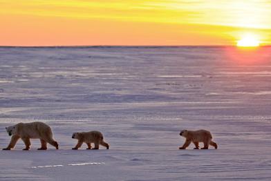 Eisbären in Cape Churchill