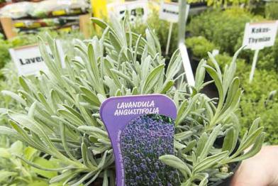 Greenpeace kauft für Bienen attraktive Blumen und Zierpflanzen, die auf Pestizide getestet werden, April 2014