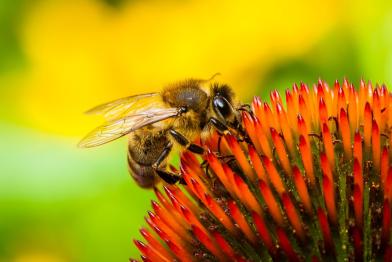Biene auf einer Blüte 