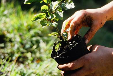 Bergwaldprojekt e.V. feiert am Wochenende seinen 20. Geburtstag. 08/29/2002