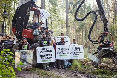 Greenpeace-Aktivisten protestieren im Bialowieza-Urwald in Polen gegen illegale Abholzung.