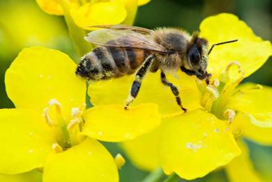 Biene auf einer Rapsblüte
