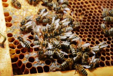 Bienenschutz ist wichtig