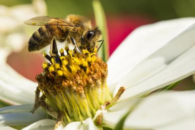 Eine Biene sitzt auf einer Blume