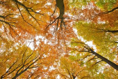 Ein atmosphärisches Foto in einem Buchenwald