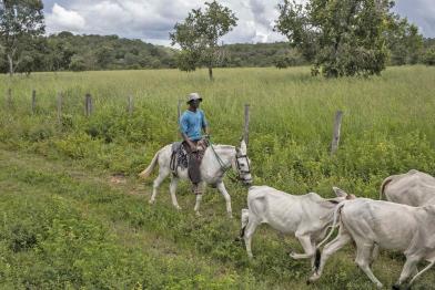 Brasilianische Savanne mit ein paar Rindern