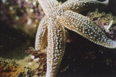North Sea underwater