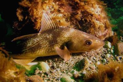 Junger Ostsee-Kabeljau am Meeresgrund