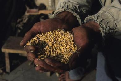 Reisanbau in China: Ein Reisbauer hält Reiskörner in der Hand.