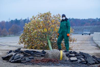 Ein Mann in Greenpeace Overall steht neben einer Eiche, um sie einzupflanzen.