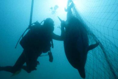 Delfin gefangen in französischem Treibnetz im Nordatlantik, im Juni 1991