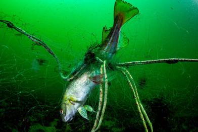 Toter Fisch gefangen in einem Fischereinetz