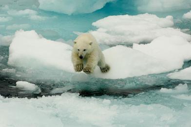 Eisbär im Sprung von Eisscholle zu Eisscholle, nördlich von Spitzbergen, August 2013