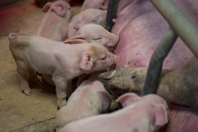 Sau mit saugenden Ferkeln