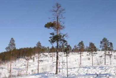 Urwald in Lappland, Gebiet Paadarskai, November 2005