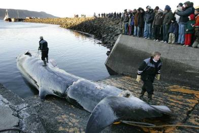 Ein harpunierter Finnwal wird im Hafen von Hvalfjrour an Land gezogen. Oktober 2006