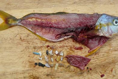 Zerlegter Fisch mit Plastikteilchen