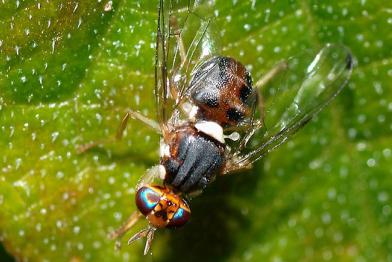 Nahnaufnahme von einer Olivenfliege