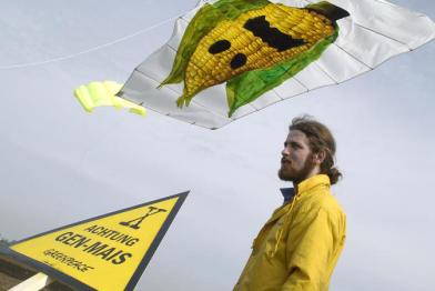 Greenpeace warnt seit vielen Jahren vor den Gefahren durch gentechnisch veränderte Pflanzen