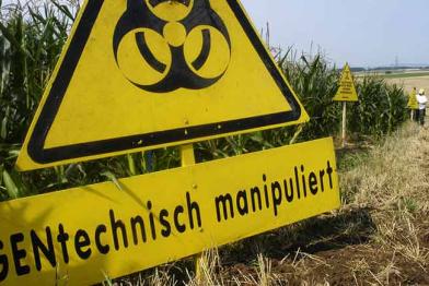 Greenpeace kennzeichnet genmanipulierten Mais der Firma Syngenta auf einem Testacker in Hessen