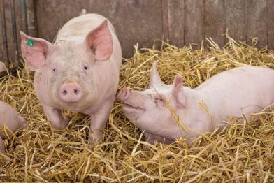 Schweine spielen im Stroh